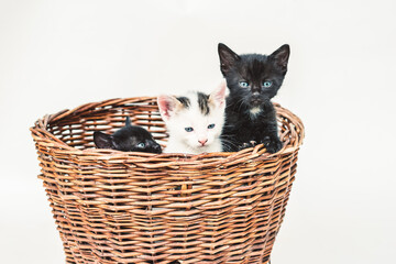 three adorable black and white kitten with blue eyes in wooden basket isolated