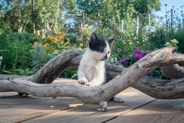 adorable cute black white kitten in colorful floral park posing on tree trunk