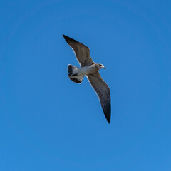 seagull flying in the sky