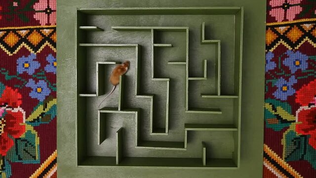 Cute mouse looks for food in maze. Lucky mouse got lost, wanders in labyrinth. Success in solving difficult problems. Hard way on purpose, motivation. Pet. Postcard with mouse. Idea, logic in business