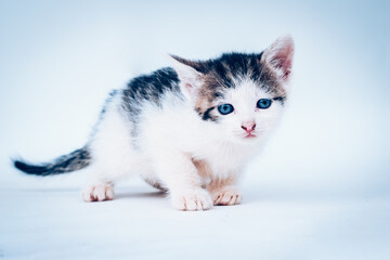 adorable little black and white kitten watching for isolated