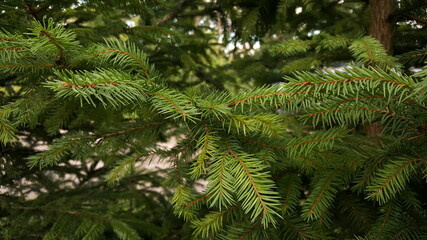 Live green spruce branches close-up on the fir-tree.