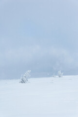 Fototapeta na wymiar Śnieżyca, widok jak z innej planety. Choinki załamane pod ciężarem śniegu.