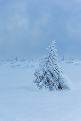 Choinka przykryta śniegiem.