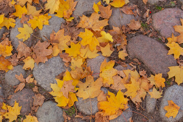 yellow maple leaves on stones