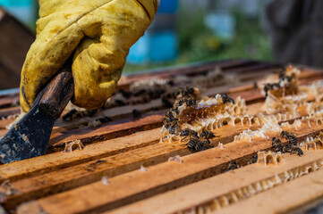 Close up view of beekeeper remove beeswax from honeycomb with brood nests and bees on it