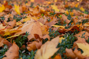 autumn yellow fallen leaves close up macro photography, background