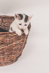 Fototapeta na wymiar adorable curious black and white kitten in wooden basket isolated copy space