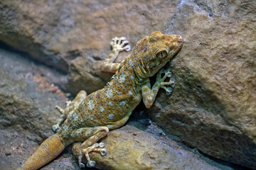 White Spotted Wall Gecko on a rock