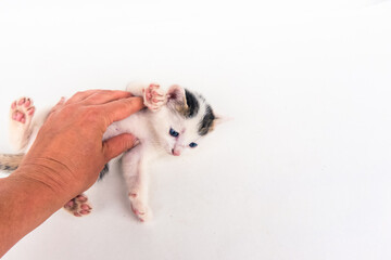 adorable little cute black and white kitten with human hand  isolated