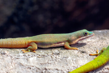 Female Gold Dust Day Gecko