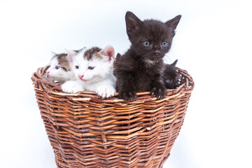 Naklejka na ściany i meble adorable curious black and white kitten in wooden basket isolated copy space