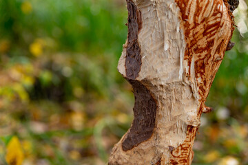 Naklejka premium tree trunk bitten by beavers traces of beavers, autumn in the park