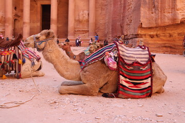 Camel in front of Petra, Jordan