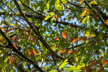 leaves on blue sky