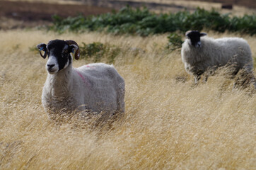 Sheep walking through tall grass