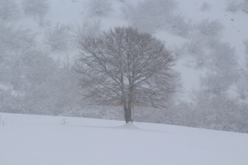 The loneliness of the tree, the cold and the snow.