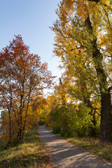 Obraz premium walkway between trees with yellow leaves in the park in autumn
