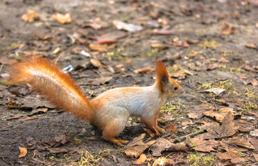 Naklejka na ściany i meble A redheaded fluffy squirrel sitting on the ground in an autumn park