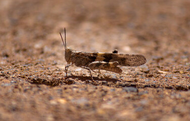 saltamontes