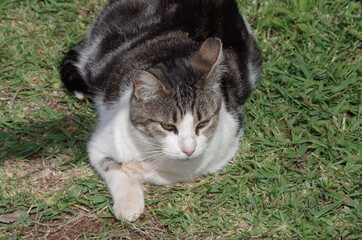 Cat laying on the grass