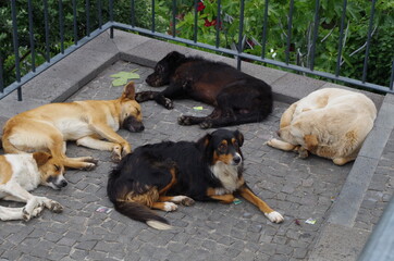 Dogs laying in the street