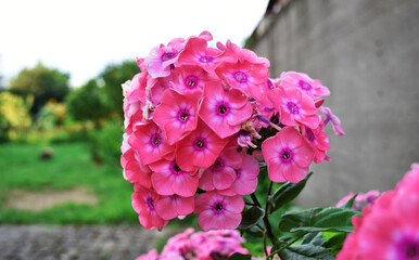 Fototapeta premium pink flowers in the garden