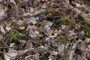 Wald