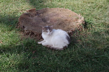 Cat laying down resting