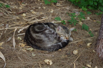 Tabby Cat curled up sleeping