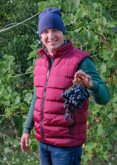 The farmer shows the harvest. A man in a burgundy vest, hat, green sweater and blue hat. He holds a bunch of grapes in his hands and smiles. New harvest.