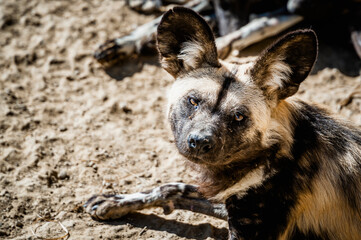 Portrait d'un lycaon ou chien sauvage ou loup peint