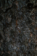 wood texture