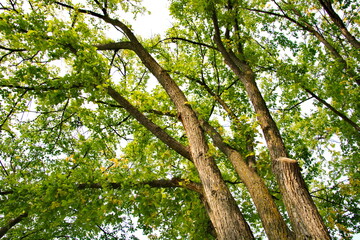 Fototapeta premium Trees whose leaves are turning to autumn colors.