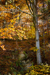 Autumn in Poland, selective focus photography. Yellow and red leaves in the mountain forest