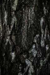 wood texture