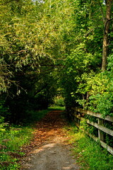 Pathway leading into shaded archway of trees and plants.