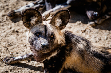 Portrait d'un lycaon ou chien sauvage ou loup peint