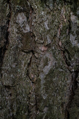 wood texture