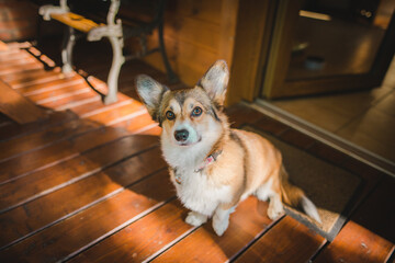 welsh corgi pembroke dog with one leg up, limping, sitting and looking to the camera 