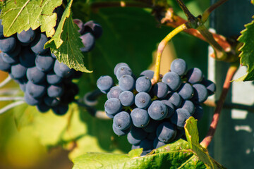 View of Champagne vineyard in early autumn in the countryside of Reims