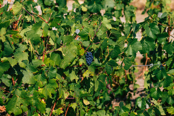 View of Champagne vineyard in early autumn in the countryside of Reims