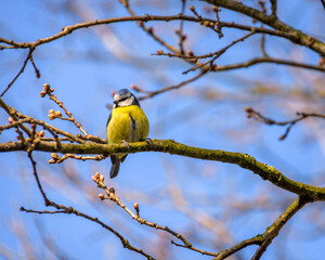 yellow and blue bird