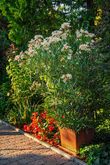 Fototapeta na wymiar Nice oleander in the garden in summer