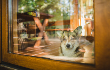 Welsh corgi pembroke dog looking through the door window, guarding the house 