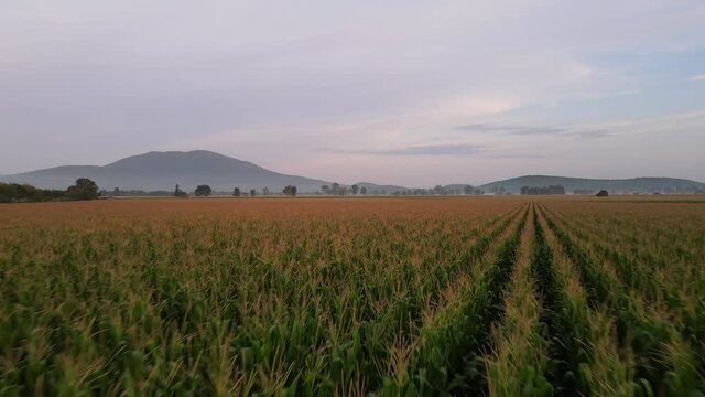 Aerial Drone flight over cornfields in M&eacute;xico