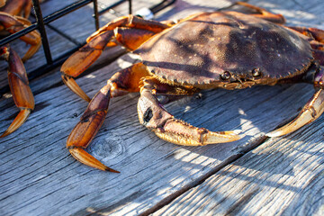 A close up of damage to the claw of a Dungeness crab in British Columbia. Crabs will get into fights and wind up with wounds on their bodies, which will disappear when the moult into a new one.