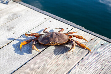 A close up of a Dungeness Crab on a wharf on British Columbia's Sunshine Coast