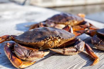 A close up of a male Dungeness crab on a dock, with other crabs in the background. Taken in Sechelt, British Columbia