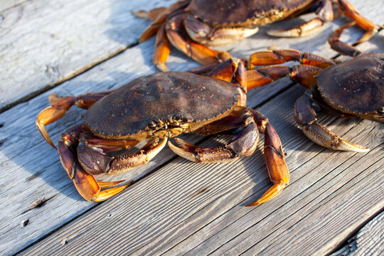 A close up of a male Dungeness crab sitting on a dock with other crabs in the background. Taken in Sechelt, British-Columbia